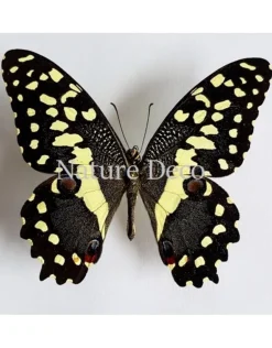 Ongeprepareerde Papilio Demodocus