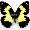 Ongeprepareerde Papilio Euchenor