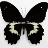 Ongeprepareerde Papilio Gambrisius Colossus
