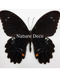 Ongeprepareerde Papilio Gambrisius Colossus