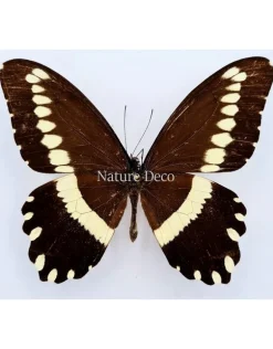 Ongeprepareerde Papilio Gallienus
