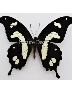 Ongeprepareerde Papilio Hesperus