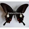 Ongeprepareerde Papilio Helenus