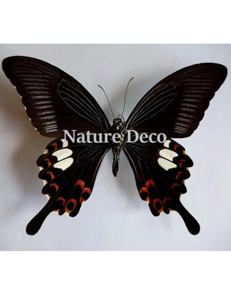 Ongeprepareerde Papilio Helenus