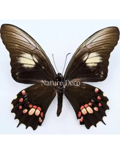 Ongeprepareerde Papilio Isidorus