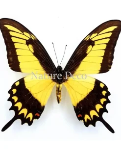 Ongeprepareerde Papilio Lycophron