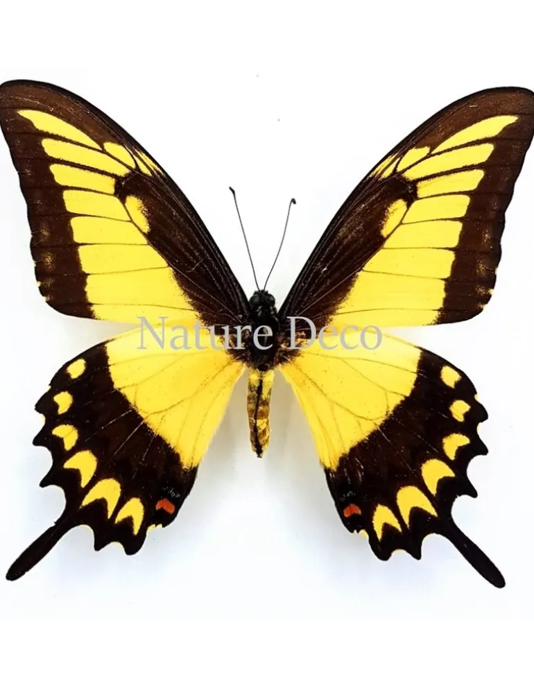 Ongeprepareerde Papilio Lycophron