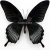 Ongeprepareerde Papilio Lowi