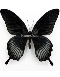 Ongeprepareerde Papilio Lowi