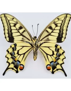 Ongeprepareerde Papilio Machaon (Koninginnenpage)