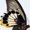 Ongeprepareerde Papilio Memnon