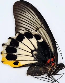 Ongeprepareerde Papilio Memnon