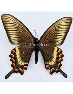Ongeprepareerde Papilio Maackii (lente)