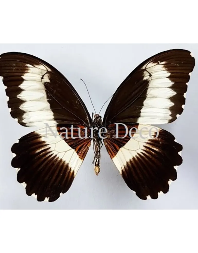 Ongeprepareerde Papilio Mechowianus