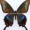 Ongeprepareerde Papilio Maackii (zomer)