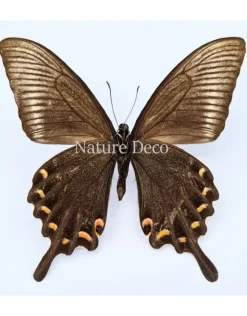 Ongeprepareerde Papilio Maackii (zomer)