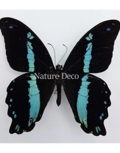 Ongeprepareerde Papilio Nireus