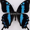 Ongeprepareerde Papilio Oribazus