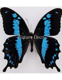 Ongeprepareerde Papilio Oribazus