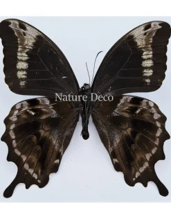 Ongeprepareerde Papilio Oribazus B keus