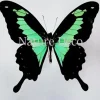 Ongeprepareerde Papilio Phorcas