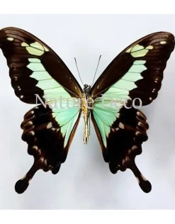 Ongeprepareerde Papilio Phorcas