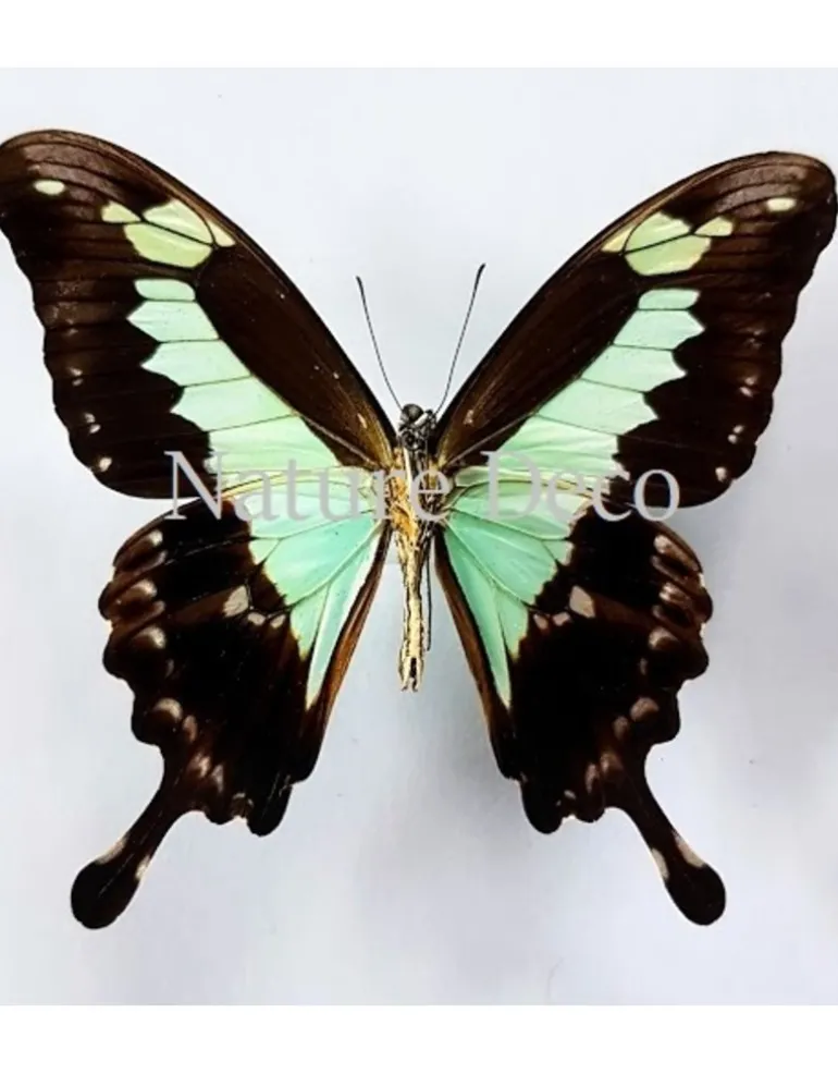 Ongeprepareerde Papilio Phorcas