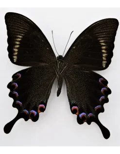 Ongeprepareerde Papilio Paris