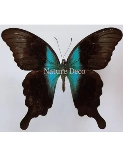 Ongeprepareerde Papilio Peranthus Adamantius