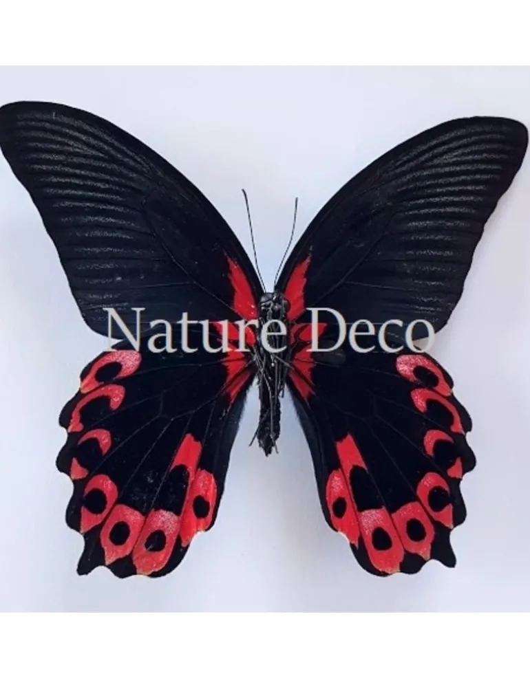 Ongeprepareerde Papilio Rumanzovia