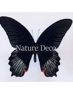 Ongeprepareerde Papilio Rumanzovia