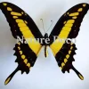 Ongeprepareerde Papilio Thoas