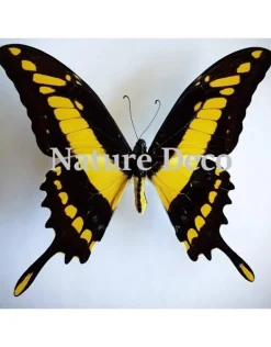 Ongeprepareerde Papilio Thoas