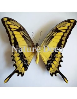 Ongeprepareerde Papilio Thoas