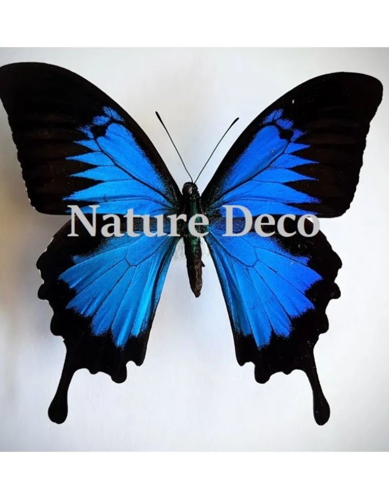 Ongeprepareerde Papilio Ulysses
