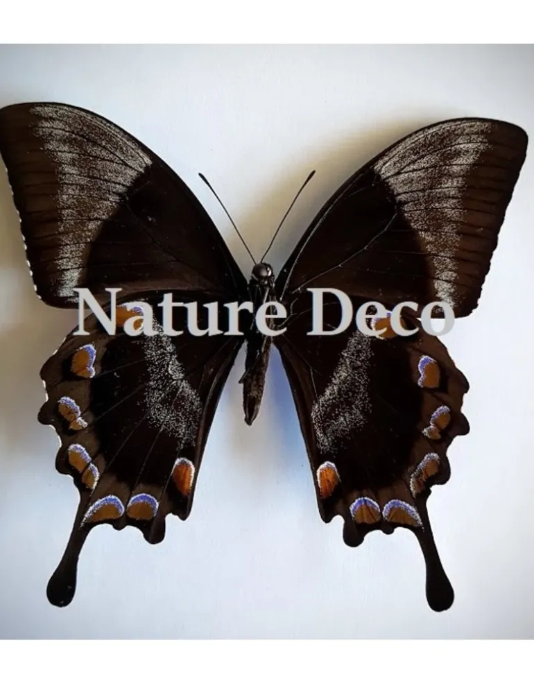 Ongeprepareerde Papilio Ulysses