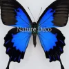 Ongeprepareerde Papilio Ulysses Telegonus