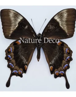 Ongeprepareerde Papilio Ulysses Telegonus