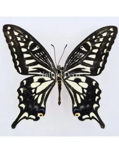 Ongeprepareerde Papilio Xuthus