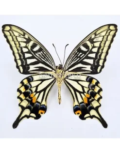 Ongeprepareerde Papilio Xuthus