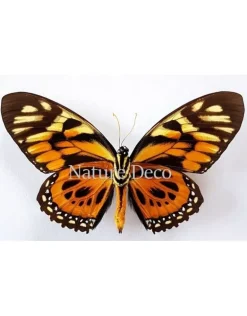 Ongeprepareerde Papilio Zagreus