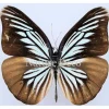 Ongeprepareerde Pareronia Tritaea