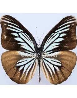 Ongeprepareerde Pareronia Tritaea