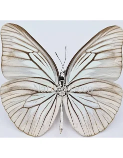 Ongeprepareerde Pareronia Tritaea