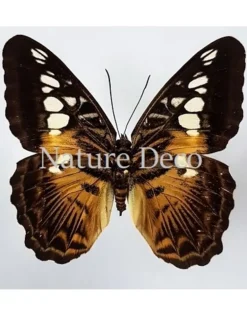 Ongeprepareerde Parthenos Sylvia