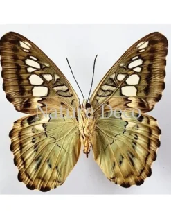 Ongeprepareerde Parthenos Sylvia