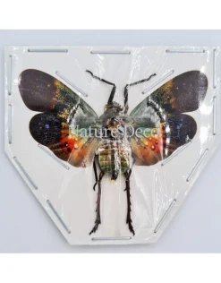 (On)geprepareerde Penthicodes Farinosa peleng