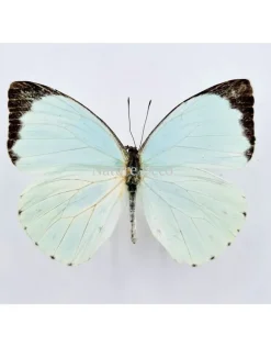 Ongeprepareerde Pieris Thalassina