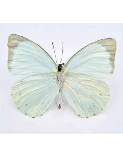 Ongeprepareerde Pieris Thalassina