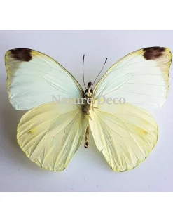 Ongeprepareerde PierisArgia